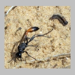 Ammophila sabulosa - Sandwespe 03d 19mm mit Clostera sp-Raupe.jpg